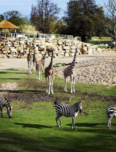 Dublin Zoo 
